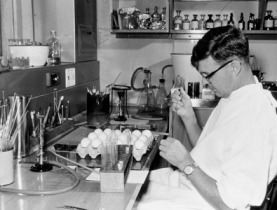 Frank Fenner inoculating eggs with virus in 1958. Source: Sydney Medical School